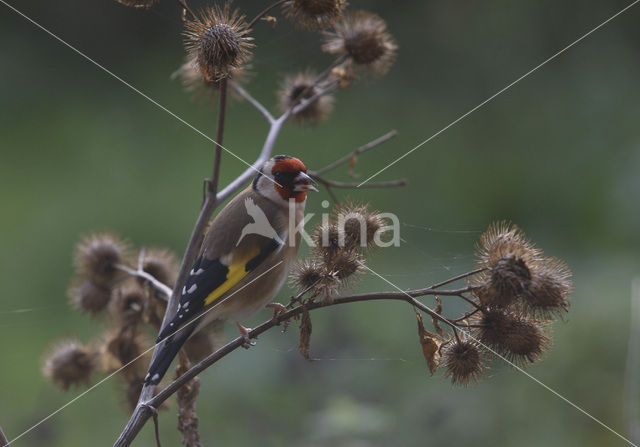 European Goldfinch (Carduelis carduelis)