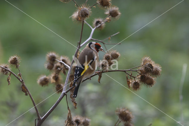 European Goldfinch (Carduelis carduelis)