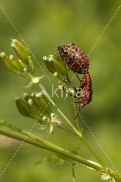 black and red striped bug (Graphosoma lineatum