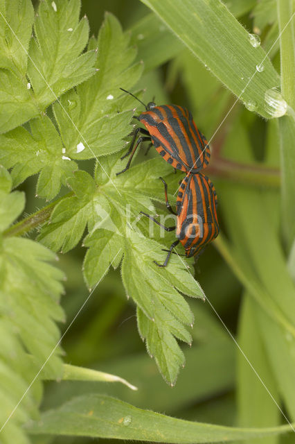 black and red striped bug (Graphosoma lineatum