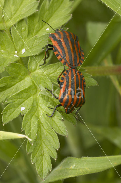 black and red striped bug (Graphosoma lineatum