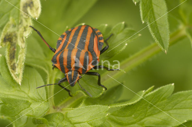 black and red striped bug (Graphosoma lineatum