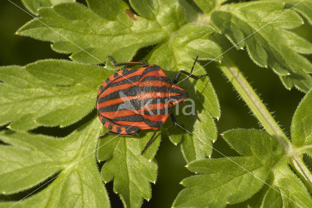 black and red striped bug (Graphosoma lineatum