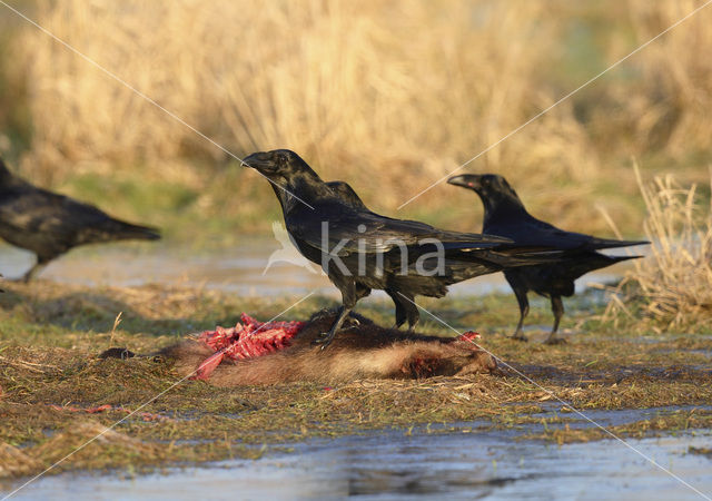 Raaf (Corvus corax)