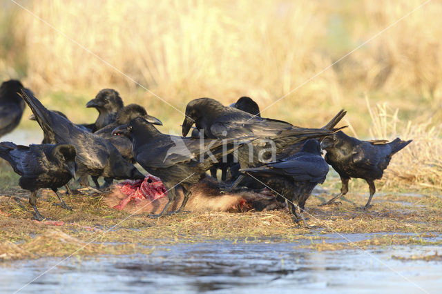 Raaf (Corvus corax)