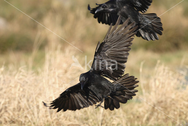 Common Raven (Corvus corax)