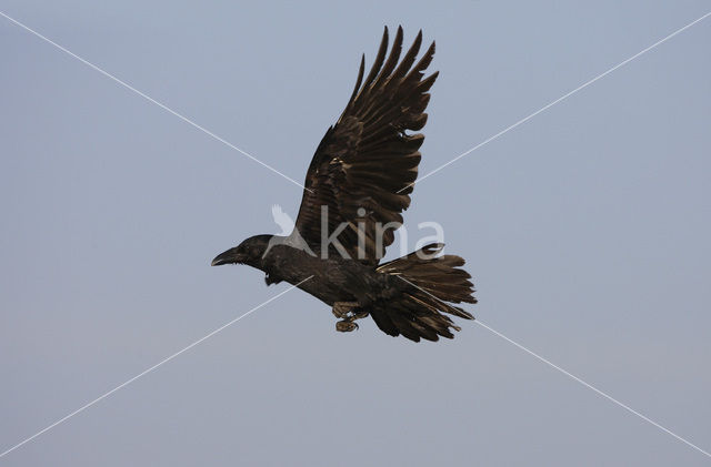 Common Raven (Corvus corax)
