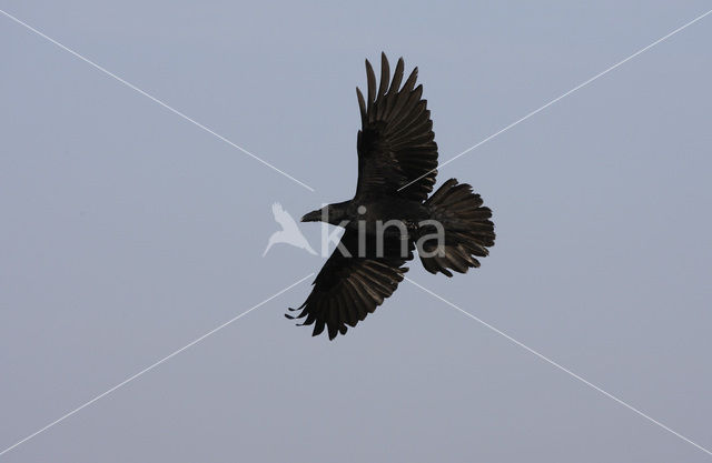 Common Raven (Corvus corax)