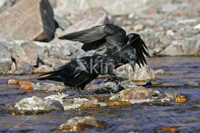 Raaf (Corvus corax)