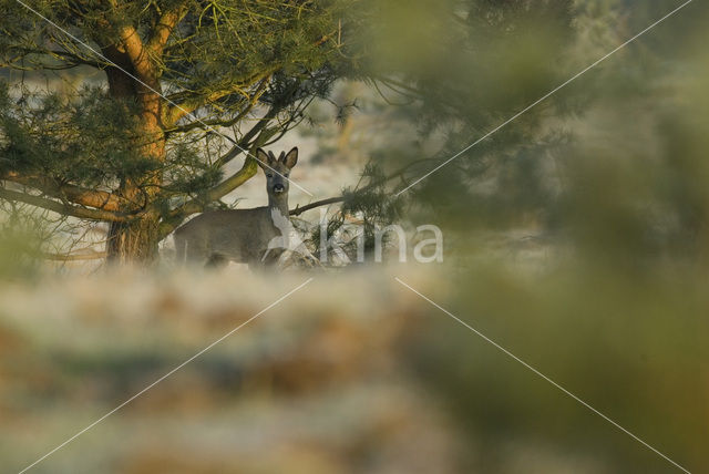 Roe Deer (Capreolus capreolus)