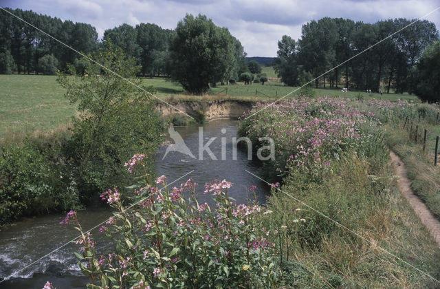 Indian Balsam (Impatiens glandulifera)