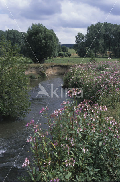 Indian Balsam (Impatiens glandulifera)