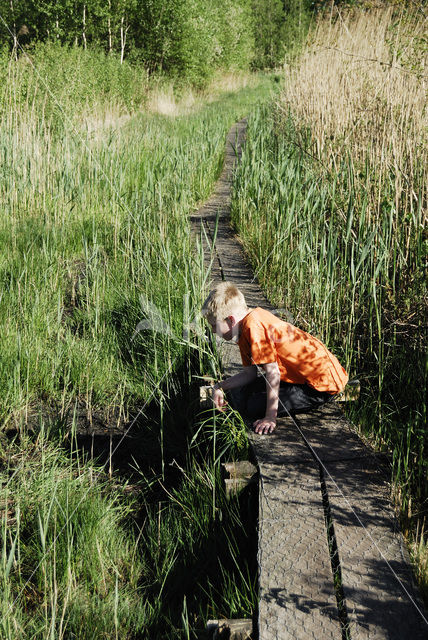 Riet (Phragmites australis)