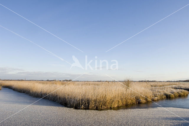 Riet (Phragmites australis)