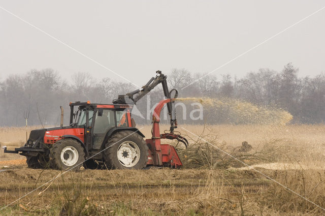 Riet (Phragmites australis)