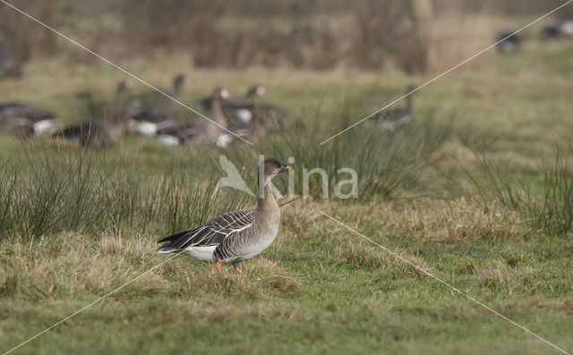 Bean Goose (Anser fabalis)