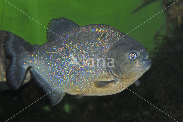 Red-bellied piranha (Pygocentrus nattereri)