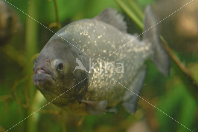 Red-bellied piranha (Pygocentrus nattereri)