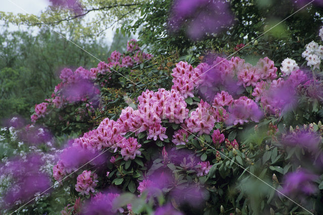 Rhododendron