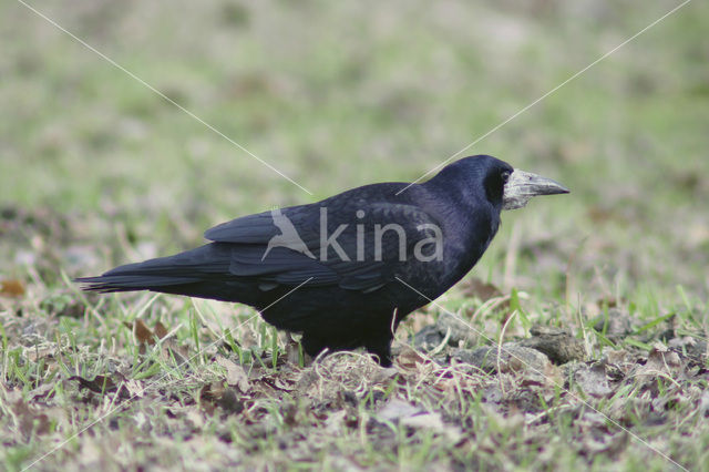 Rook (Corvus frugilegus)