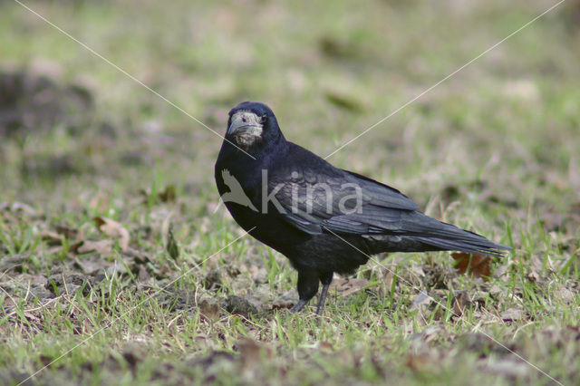 Rook (Corvus frugilegus)