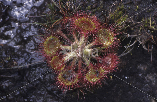 Ronde zonnedauw (Drosera rotundifolia)