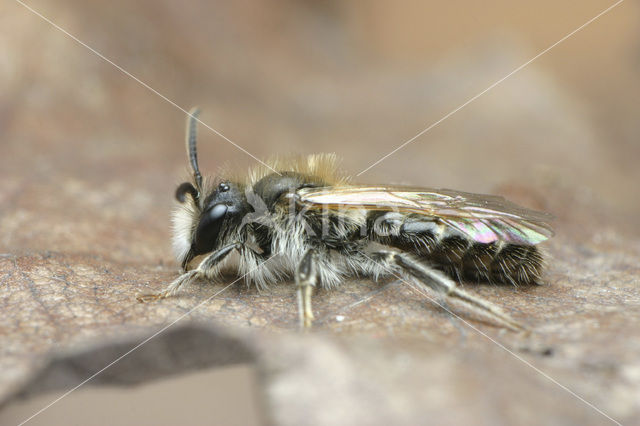 Andrena ventralis