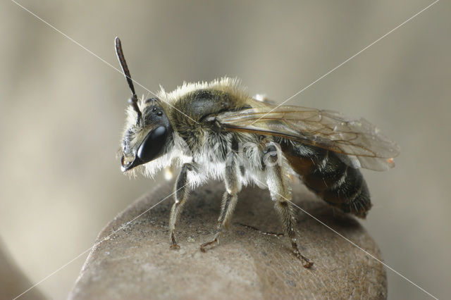 Andrena ventralis