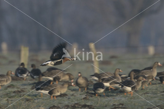 Roodhalsgans (Branta ruficollis)