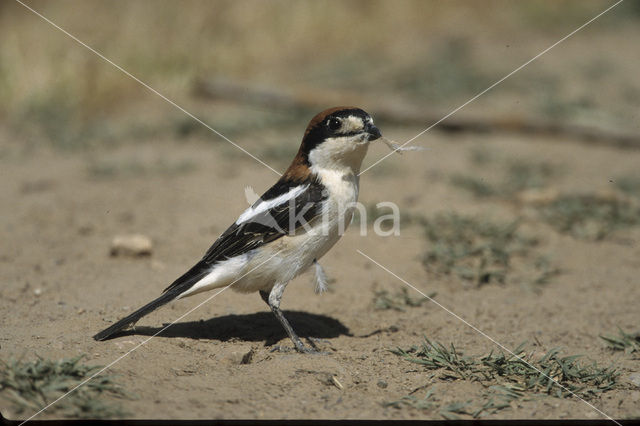 Woodchat Shrike (Lanius senator)