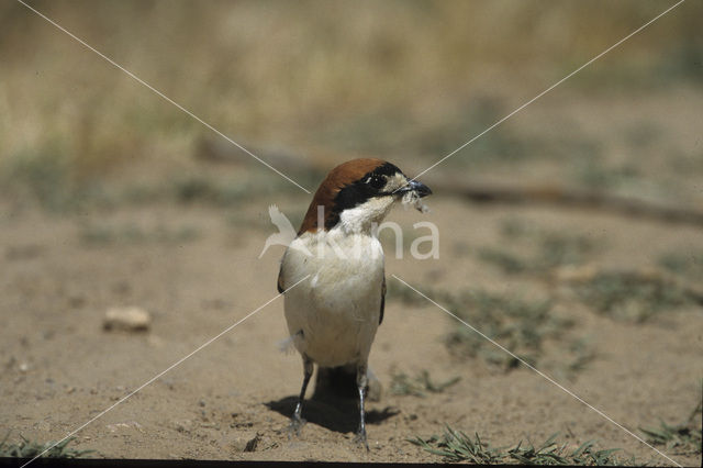 Woodchat Shrike (Lanius senator)
