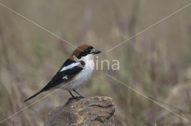 Woodchat Shrike (Lanius senator)