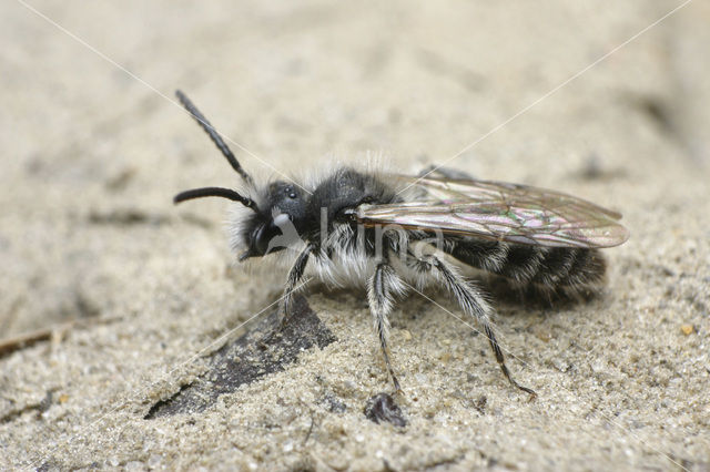 Roodscheen-zandbij (Andrena ruficrus)