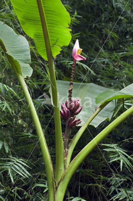 roze dwerg banaan (Musa velutina)