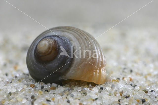 Ruwe alikruik (Littorina saxatilis)