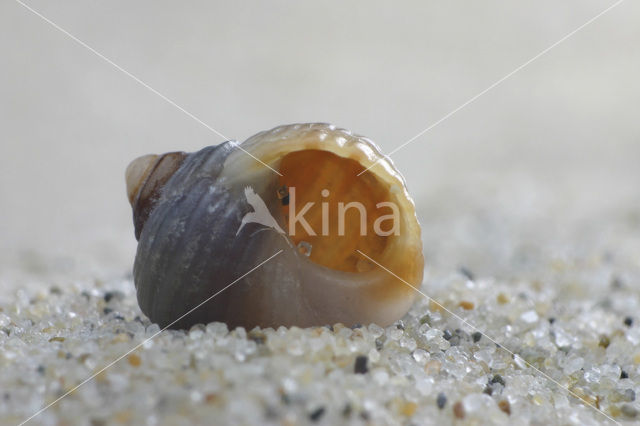 Rough Winkle (Littorina saxatilis)