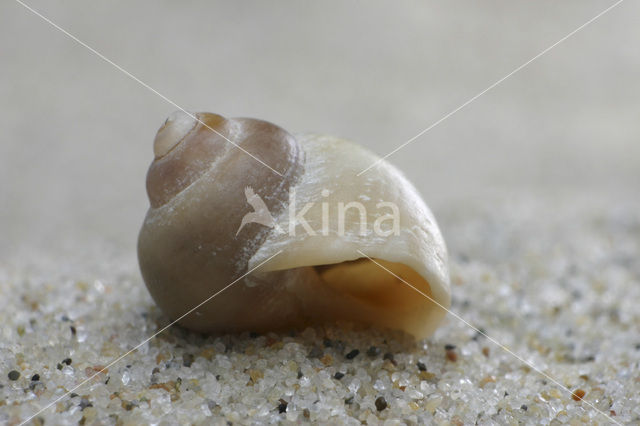 Rough Winkle (Littorina saxatilis)