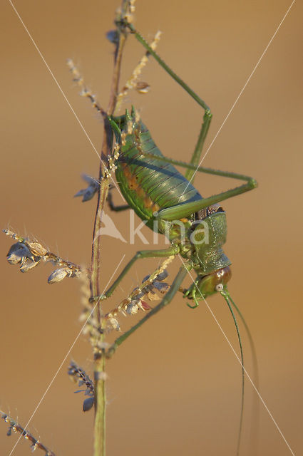 Rough-backed Bush-cricket (Uromenus rugosicollis)