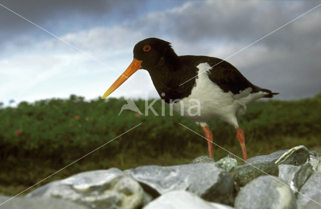 Oystercatcher (Haematopus ostralegus)