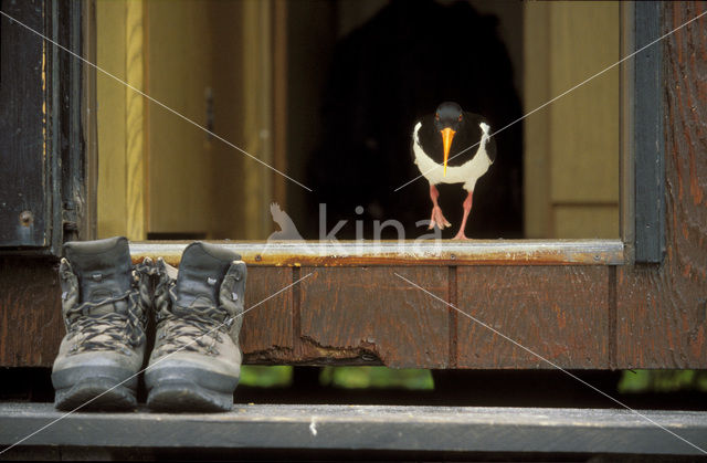 Oystercatcher (Haematopus ostralegus)