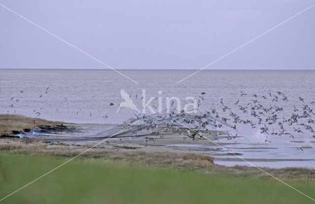 Oystercatcher (Haematopus ostralegus)