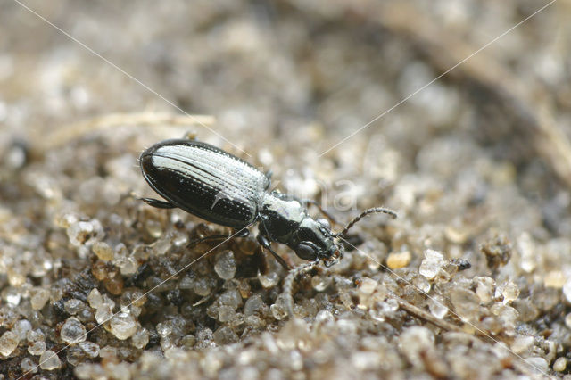 Schorpriempje (Bembidion minimum)