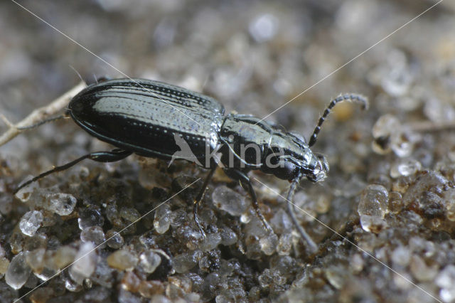 Schorpriempje (Bembidion minimum)