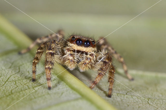 Jumping Spider (Marpissa muscosa)