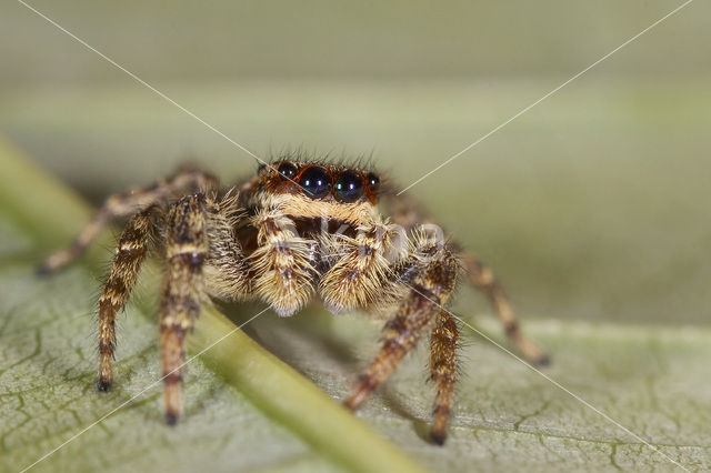 Jumping Spider (Marpissa muscosa)