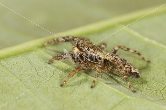 Jumping Spider (Marpissa muscosa)