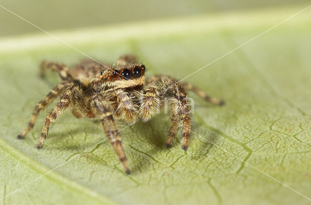 Jumping Spider (Marpissa muscosa)