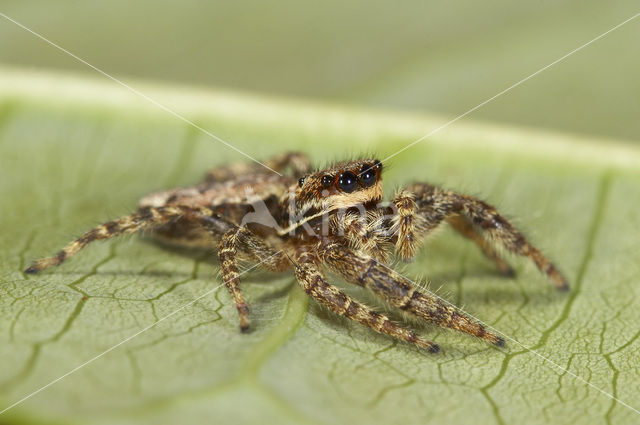 Jumping Spider (Marpissa muscosa)