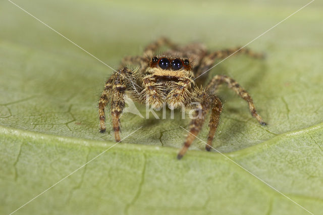 Jumping Spider (Marpissa muscosa)