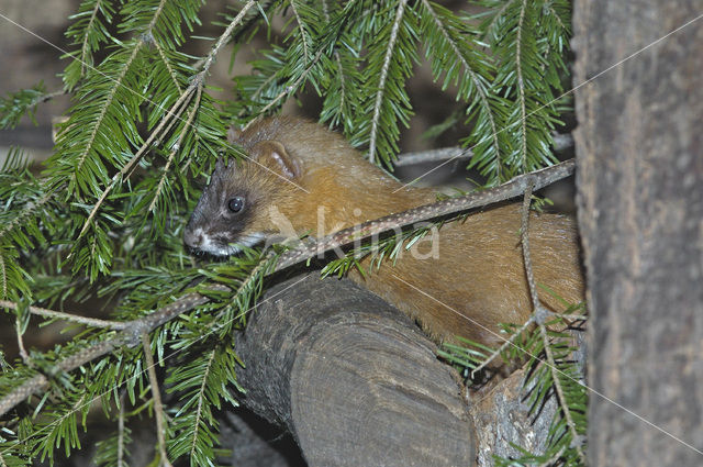 Siberian weasel (Mustela sibirica)